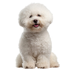 Obraz premium Cute fluffy white dog sitting on a white background with a smile