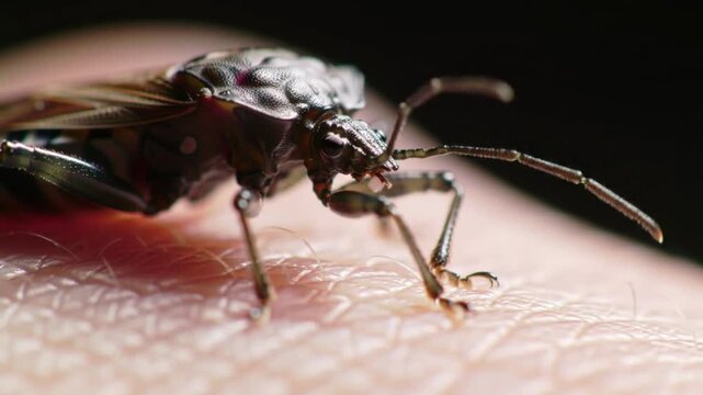Kissing Bug on Human Skin &ndash; Chagas Disease Vector Insect