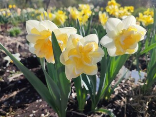 Obraz premium Three blooming daffodils flowers on sunny spring day. Varietal flowers of narcissus variety Golden Pearl. Yellow petals on white petals in inflorescence with stamens on green stem and leaves in ground