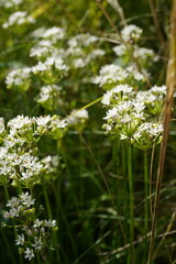 natural image of garlic chives (Allium Tuberosum) Plant in bloom