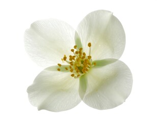 Fototapeta premium Close-up of a pristine white flower (2)