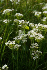 natural image of garlic chives (Allium Tuberosum) Plant in bloom