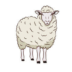 vector illustration of sheep