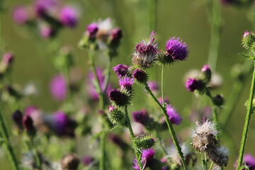 Thistle Carduus acanthoides grows in the wild in summer. Common thistle. Beautiful summer thistle background 