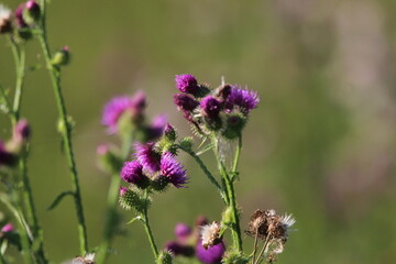 Thistle Carduus acanthoides grows in the wild in summer. Common thistle. Beautiful summer thistle background 