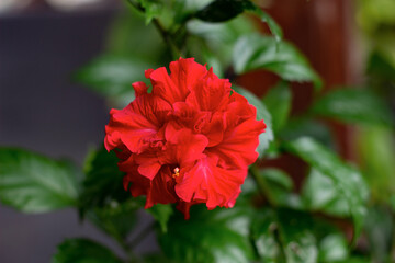 Red hibiscus flower, known by the Latin name hibiscus rosa.