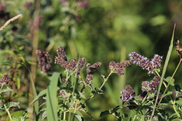 Close-up of bright green peppermint plant (Mentha x piperita) leaves growing and flowering with purple flowers in the garden in summer. Beautiful floral background 
