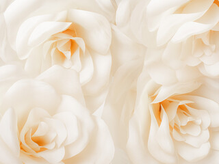A pair of white roses with subtle orange centers, showcasing pure elegance and simplicity.
