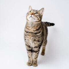Obraz premium A curious tabby cat stands upright, gazing upward with bright eyes against a plain white background.
