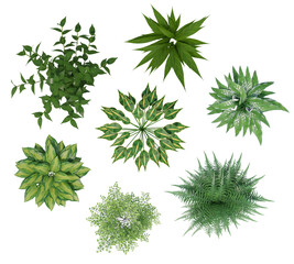 Set of Isolated Green Plants and Leaves Overhead View