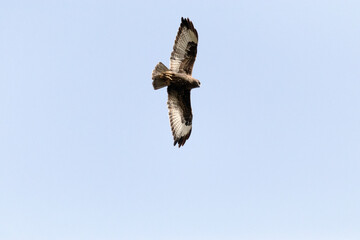 Un majestuoso y maravilloso Busardo ratonero (Buteo, buteo)