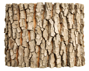 Rough tree bark texture isolated on transparent background