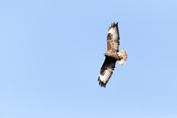 Busardo ratonero (Buteo, buteo) volando en círculos 