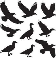 Obraz premium Flying Birds Silhouettes Collection With Eagle Duck And Seagull (170