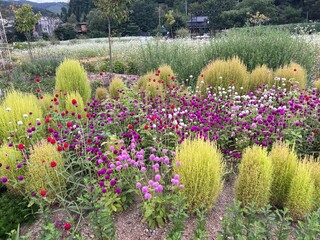 알록 달록 아름다운 색을 지닌 여름날에 볼 수 있는 꽃