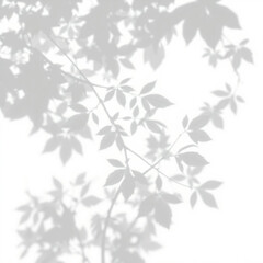 Fototapeta premium shadow overlay effect. Gray shadow of leaves isolated on white background. Plant foliage leaf shadow light effect. Mockup Blurred tree branch shadow. Ideal for summer spring design elements PNG