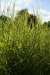 natural image of zebra grass ( miscanthus sinensis strictus) during summertime