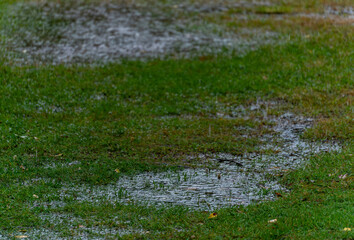 Rain flooded the green field.Puddles on the green grass.