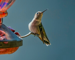 A small hummingbird sits comfortably on a feeder, enjoying the sweet nectar. The background is a soft blue, suggesting a clear summer day in a garden setting.