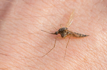A mosquito bite.Insect bite protection.The mosquito is malarial.