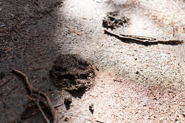 Footprints on the ground in the forest.Predator tracks.