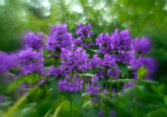 The plant is a large-flowered letter.Purple flower on a green background with artistic blur. Betony.