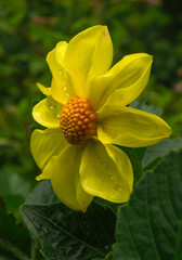 The dahlia is yellow.Dahlia flower close-up.