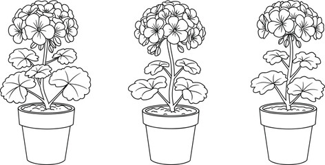Geranium potted plant line art, black and white flower illustration, botanical garden drawing, floral coloring page, plant sketch artwork