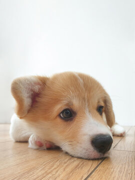 Corgi puppy, brooding, lies on floor waiting owners. Little dog, pembroke welsh corgi
