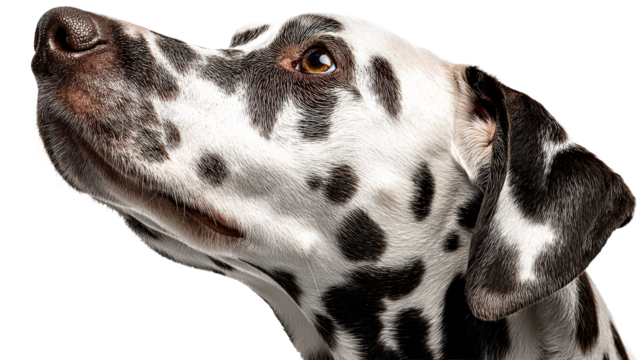 Close-up profile of a Dalmatian dog with black spots on white fur looking upwards., cut out transparent