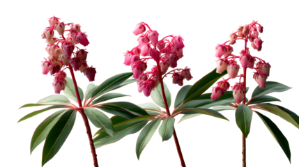 Three branches of pink and white bell-shaped flowers with glossy green leaves on white background, cut out transparent