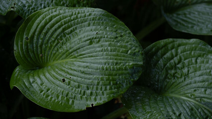 Obraz premium Large green hosta leaf showing detailed texture, veins, and natural imperfections.