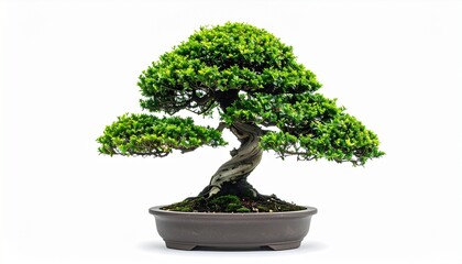 bonsai tree isolated