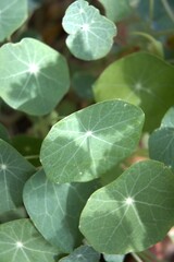 Green round-shaped leaves of a garden plant photographed outdoors.