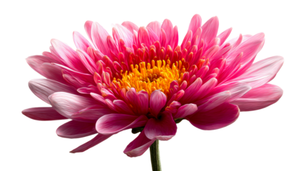 Close up of a vibrant pink chrysanthemum flower against a white background, cut out transparent
