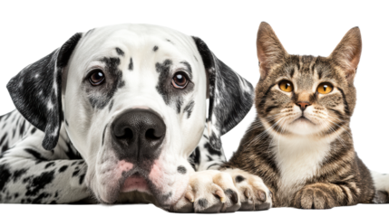 Close-up portrait of a Dalmatian dog and a tabby cat resting together on a white surface., cut out transparent