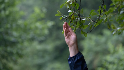Hand reaching for green leaves in the forest after rain