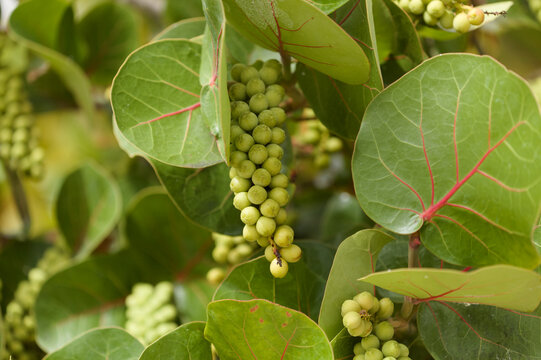 Fruit of  Coccoloba uvifera seagrape, natural macro floral background