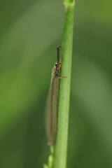 Antlions (Myrmeleontidae), belonging to the order Neuroptera, are characterized by their long, slender bodies, two pairs of transparent wings, and large curved antennae.