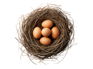Birds nest with five eggs isolated on transparent background