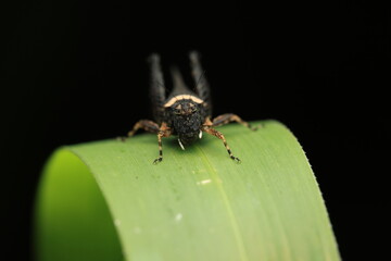Fototapeta premium Grasshopper (Erianthus versicolor / Erianthus serratus), belonging to the family Chorotypidae, is a short-horned grasshopper with a distinctively large head.