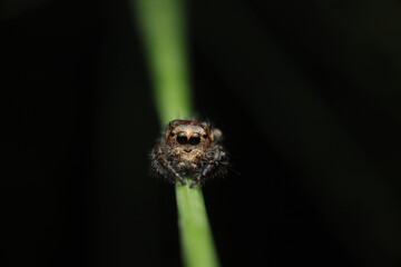  A macro photograph of a jumping spider (family Salticidae) perched on a green plant stem, characterized by its large anterior eyes that provide excellent vision, 