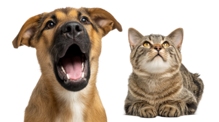 Curious cat looks up intently next to a dog with an open mouth, cut out transparent