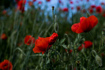 Obraz premium Red poppies field wallpaper in Romania