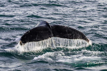 Fototapeta premium Humpback Whale Tail Diving in Husavik, Iceland