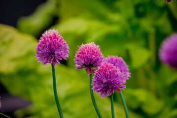 Obraz premium Photo of beautiful flowers in summer garden