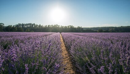 Fototapeta premium Violet Dreamscape. Endless Fields of Bloom under a Summer Sky, Aromatic Serenity.