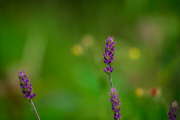 Photo of beautiful flowers in summer garden