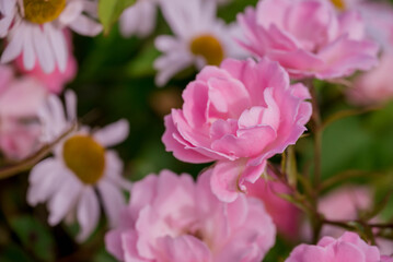 Photo of beautiful flowers in summer garden