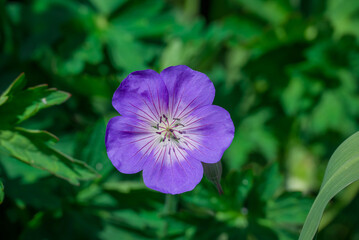 Photo of beautiful flowers in summer garden